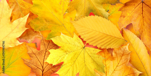 Bright autumn leaves as background, banner design. Fall season