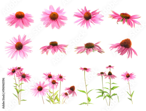 Fotografía Beautiful pink coneflowers isolated on white, set