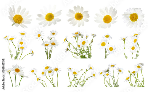 Beautiful chamomile flowers isolated on white, set