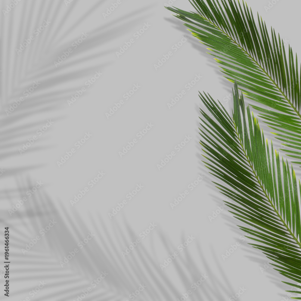 Fototapeta premium Green tropical leaves casting shadow on grey background
