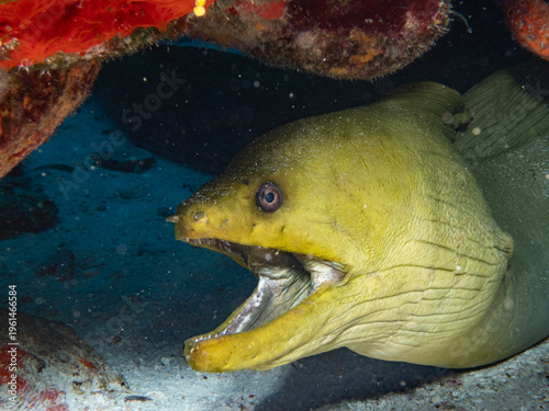 Fotografi Green moray eel with open mouth under coral ledge in Cozumel Mexico