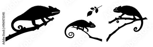 Chameleon on branch silhouette set with simple line art design featuring outline, illustration, graphic elements with clean design and vector art