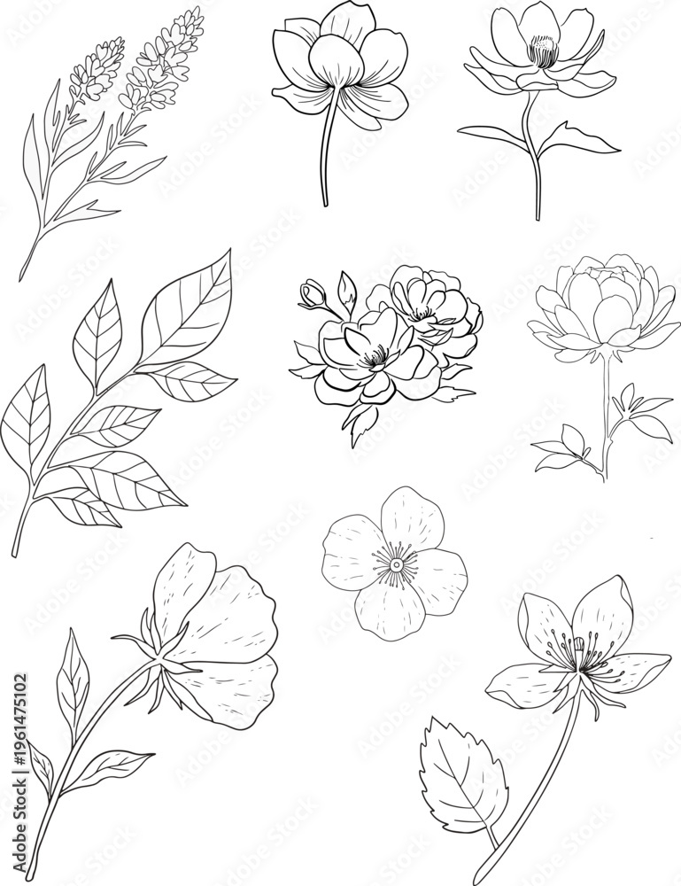 Fototapeta premium Hand drawn floral line art set, minimalist botanical illustrations collection