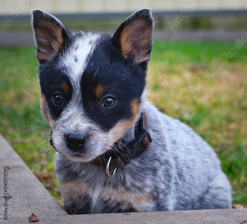 Cuadro en lienzo Cattle Dog puppy