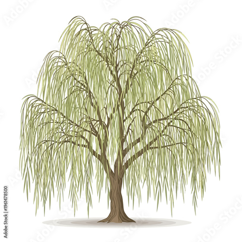 A weeping willow tree stands alone in a serene landscape with drooping branches and leaves.