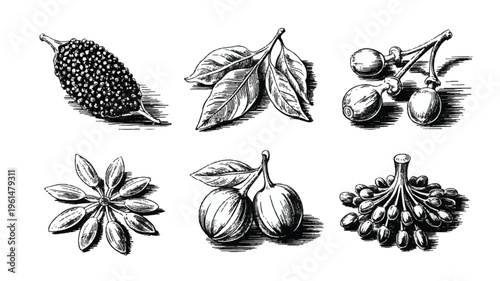 Collection of vintage botanical illustrations featuring assorted spices and ingredients, including peppercorns, star anise, and fruits, in black and wh