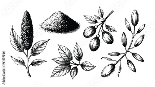 Vintage ink sketch of spices, herbs, and olives on branches, artistic elements for culinary and natural themes, botanical illustration