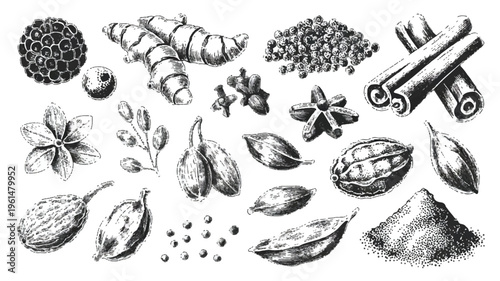 Detailed vintage illustration of assorted spices and ingredients like turmeric, cinnamon, star anise, peppercorns, and basil leaves