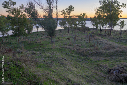 Trees by reservoir at sunset