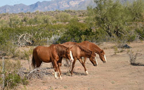 Salt River Ponies in Springtime in Arizona