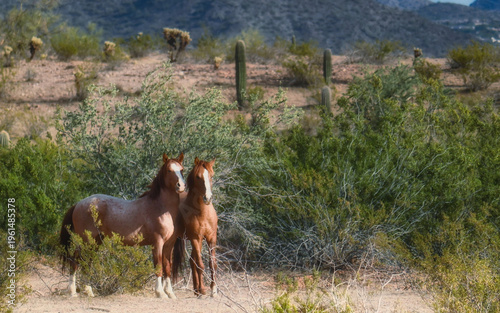 Salt River Ponies in Springtime in Arizona