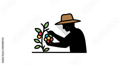 Man wearing a hat picking fruit.