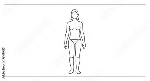 Minimalist female body outline diagram for health and medical study human anatomy representation
