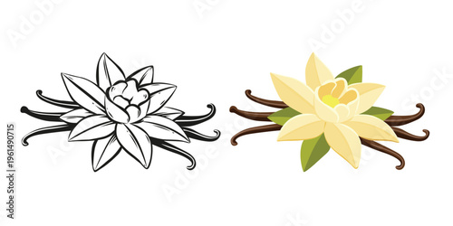 Vanilla Flower and Dried Sticks vector cartoon on a white background.Vector eps 10	