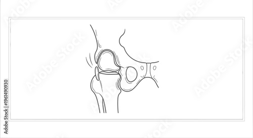Detailed anatomical line illustration of the human hip joint structure and articulation