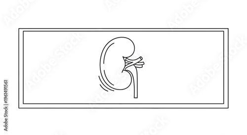 Minimalist black outline drawing of human kidney anatomy showcasing essential renal structures