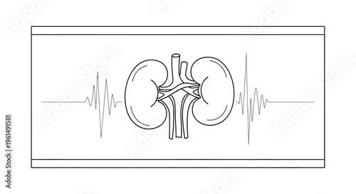 Healthy human kidney outline with vital heartbeat rhythm for medical concepts and wellness care