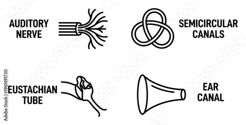Anatomy icons set representing auditory nerve semicircular canals eustachian tube and ear canal
