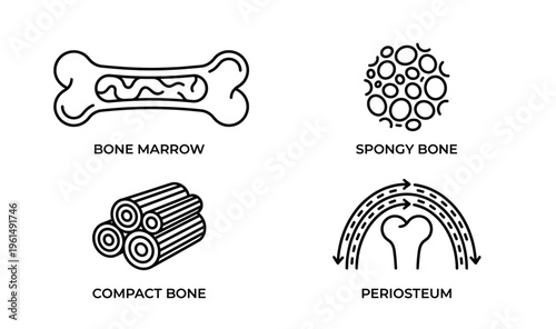 Anatomy icons set illustrating bone marrow spongy bone compact bone and periosteum on transparent