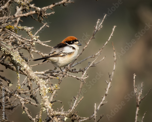 Foto Woodchat shrike with its distinctive rufous crown and black eye mask resting on bare branches in a warm Mediterranean landscape