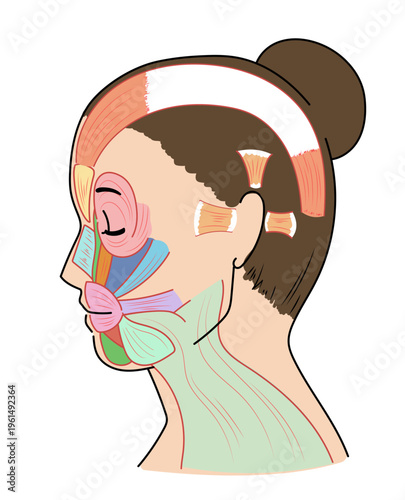 横を向いたアジア人女性の顔の筋肉図と名称