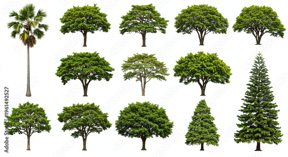 Fototapeta premium Assortment of tree specimens including palm, deciduous, and coniferous varieties, studio shot, botanical reference, green foliage, isolated specimens.