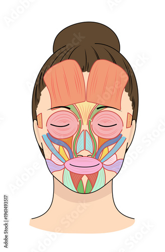 正面を向いたアジア人女性の顔の筋肉図と名称