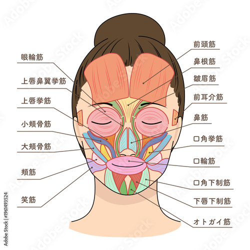 正面を向いたアジア人女性の顔の筋肉図と名称