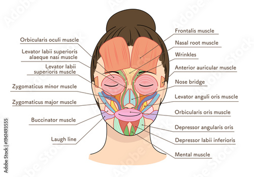 正面を向いたアジア人女性の顔の筋肉図と名称
