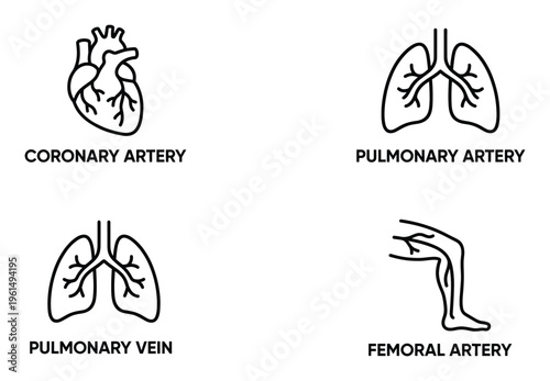 Human arteries and veins in different parts of body organ system as outline vector anatomy