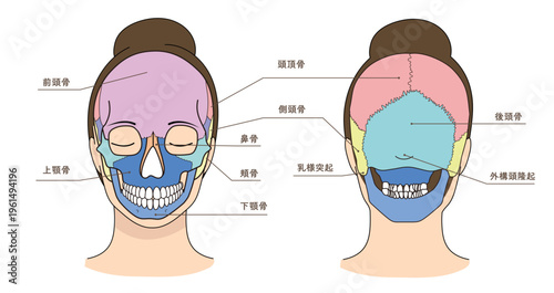 アジア人女性の顔の前面と後面の頭蓋骨イラストと名称
