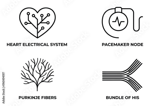 Heart anatomy line art heart electrical system pacemaker node purkinje fibers bundle of his design