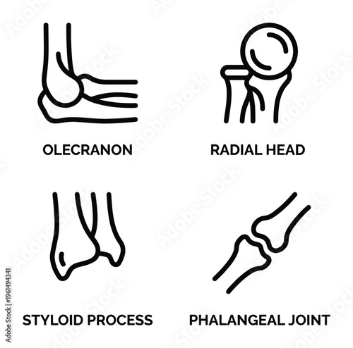 Human elbow anatomy thin line vector illustration of joint bone process and head joint