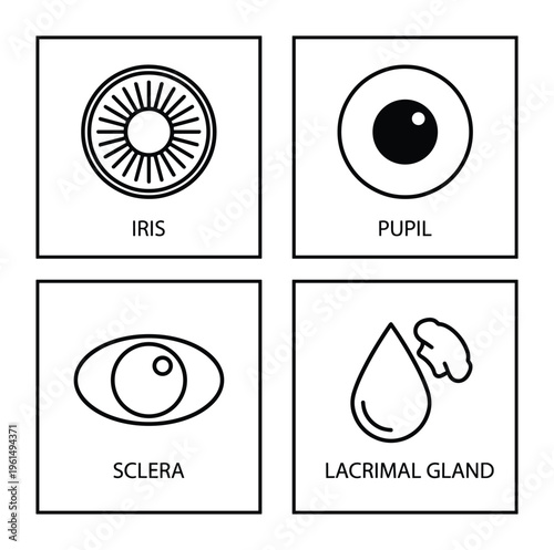Human eye anatomical medical diagram for education and study one hundred character sentence