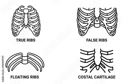 Human rib cage anatomical medical diagram for education and study great title one hundred