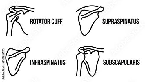 Human rotator cuff supraspinatus infraspinatus and subscapularis line vector illustration