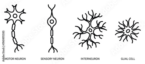 Nerve cell anatomy diagram including motor neuron sensory neuron interneuron and glial cell