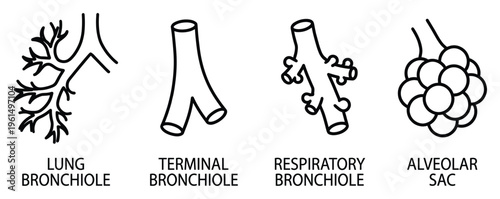Respiratory system line vector of lung bronchiole terminal respiratory and alveolar sac