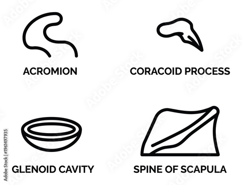Scapula human shoulder anatomy diagram including acromion coracoid process and glenoid cavity