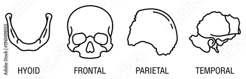 Skull bones human head anatomy diagram including hyoid frontal parietal and temporal