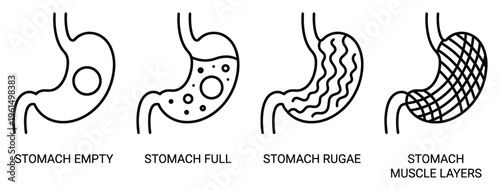 Stomach anatomy diagram showing layers rugae empty full and muscle structure black and white drawing