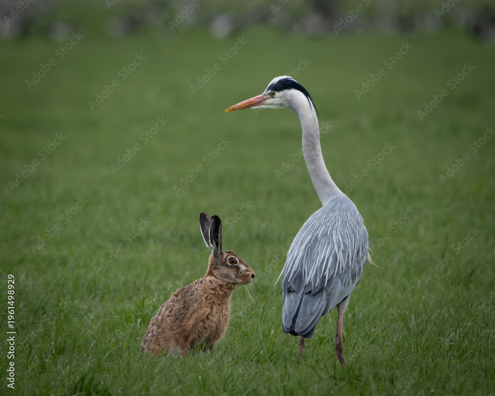 Fototapeta premium Unusual wildlife moment showing a grey heron standing beside a European hare in a lush grassy field. Captured in a natural rural setting, this image highlights an unexpected peaceful interaction