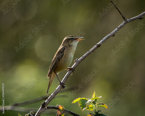 Wildlife photograph of a sedge warbler perched on a thin branch with open beak while singing. The small brown songbird is captured in soft natural light with a smooth green background, highlighting