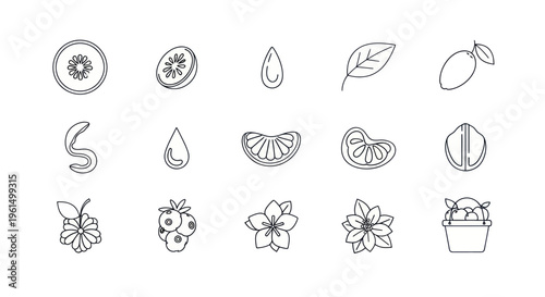 Line art icons of citrus fruits, seeds, leaves, flowers, and basket with berries, perfect for healthy food and nature designs