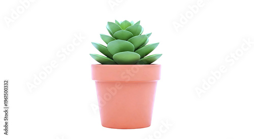 Green succulent plant in terracotta pot