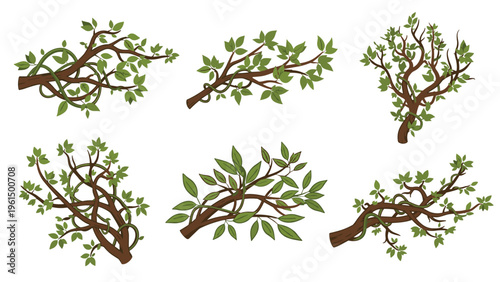 Set of six different leafy tree branches with winding vines is shown in a clean and natural illustration on a white background.