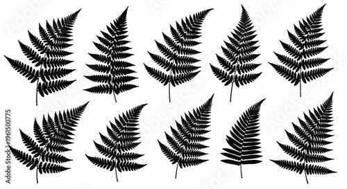 Collection of ten black fern leaf silhouettes isolated on white background. Detailed botanical vector illustrations showing various frond shapes and intricate pinnate leaf structures.
