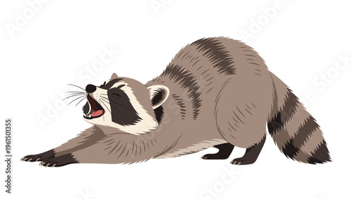 Cute furry raccoon stretches its body and opens its mouth wide in a big tired yawn against a plain white background.