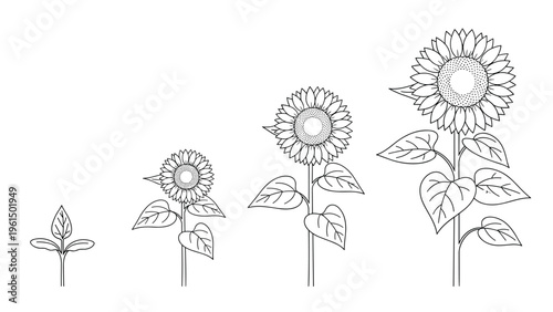 Line art illustration showing the four distinct growth stages of a yellow sunflower from a sprout to a full bloom.