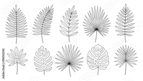 Beautiful collection of ten different hand-drawn tropical leaf illustrations, including monstera and palm leaves, in a sketch style.